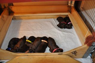 Jamniki d�ugow�ose